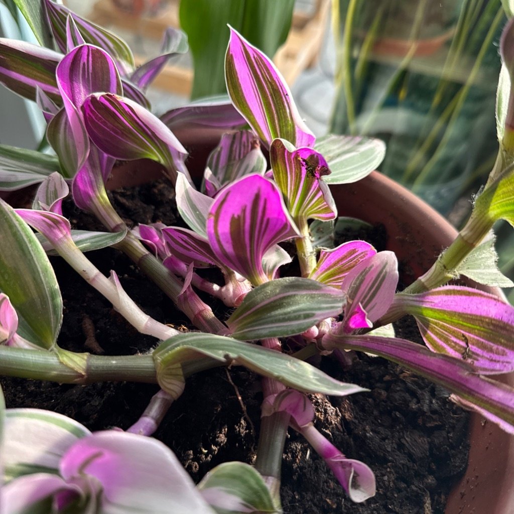 Wandering Jew