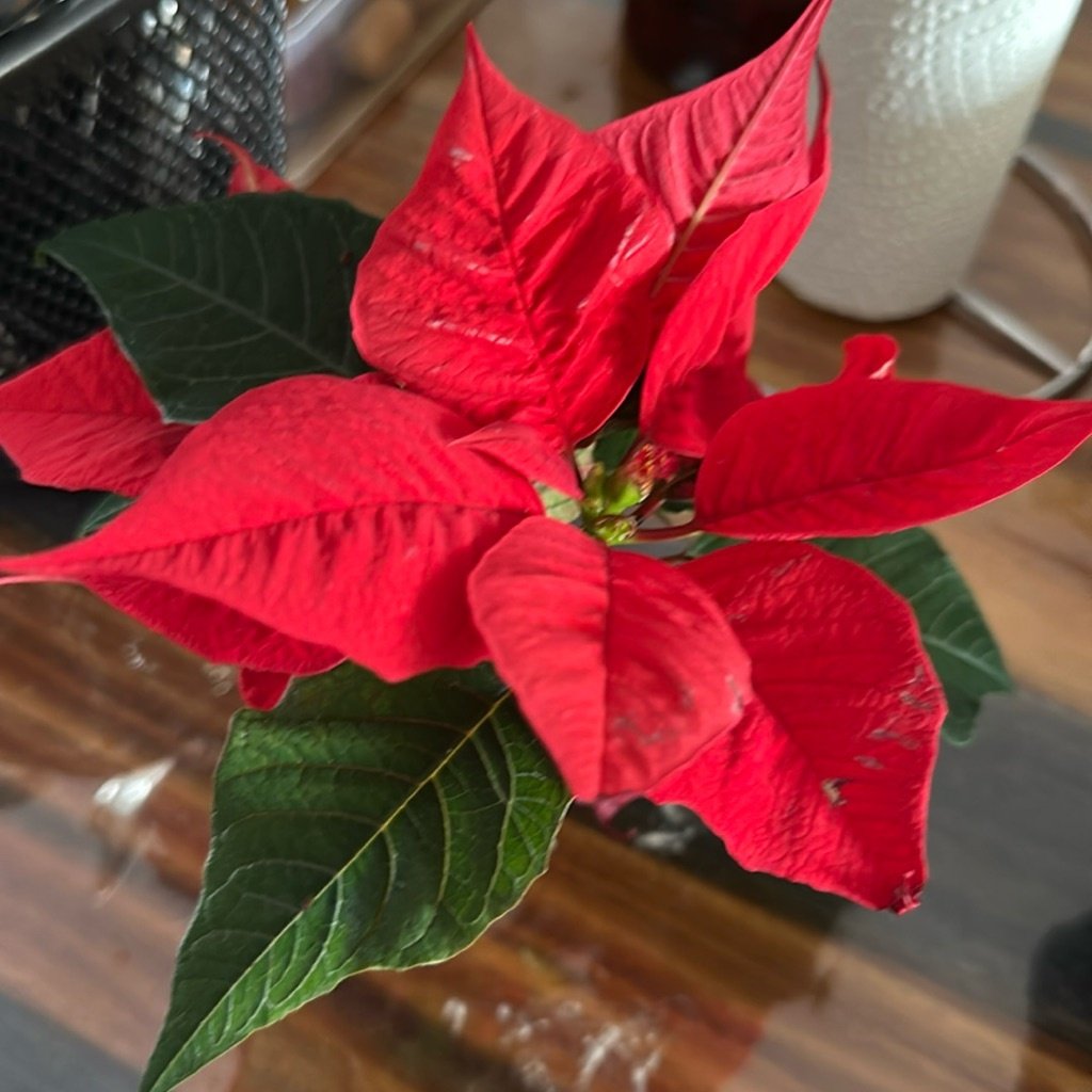 Weihnachtsstern