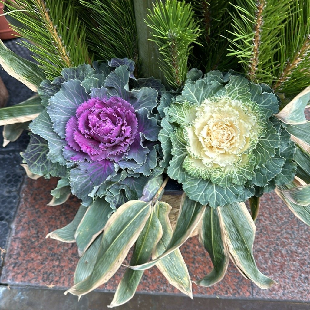 Wildkohl