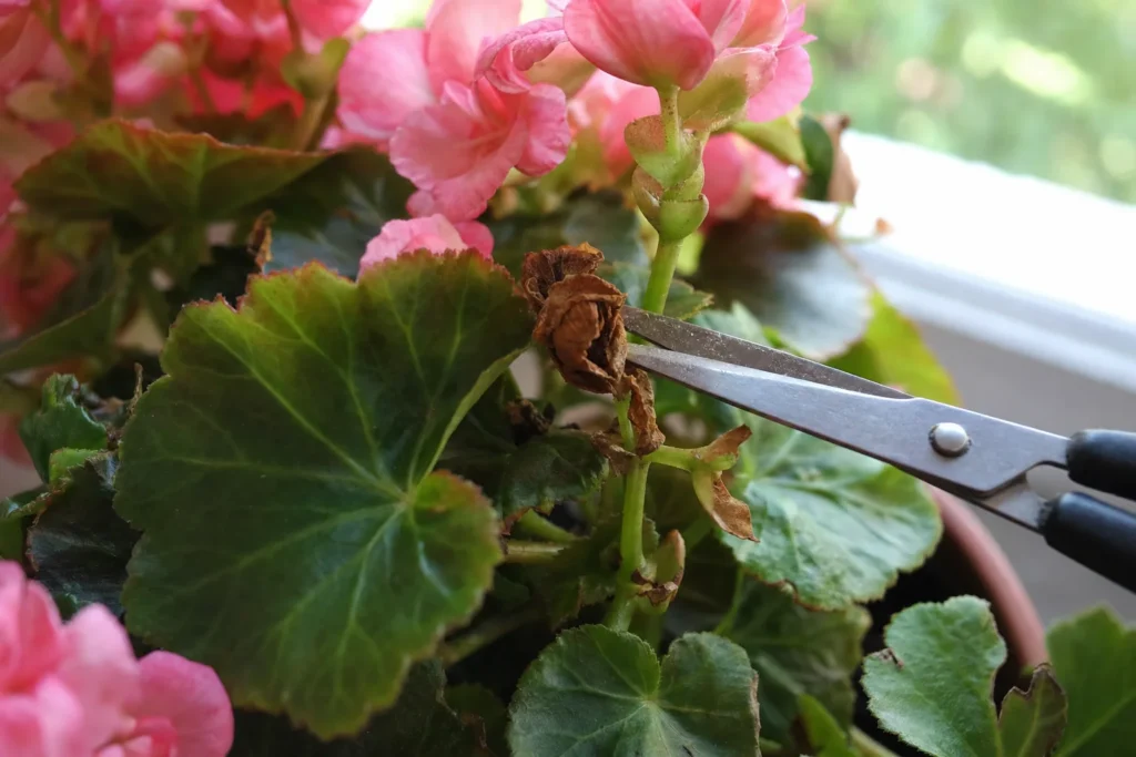 Gartenschere schneidet eine verwelkte Begonienblüte direkt am Stängel ab