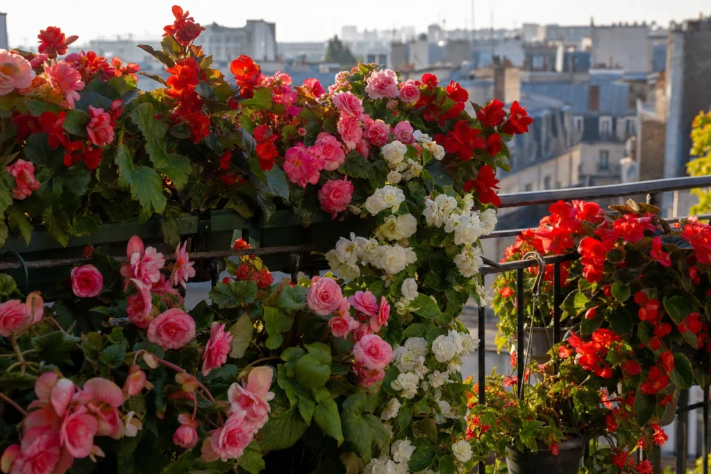 Balkon mit zahlreichen blühenden Begonien in verschiedenen Farben im warmen Nachmittagslicht