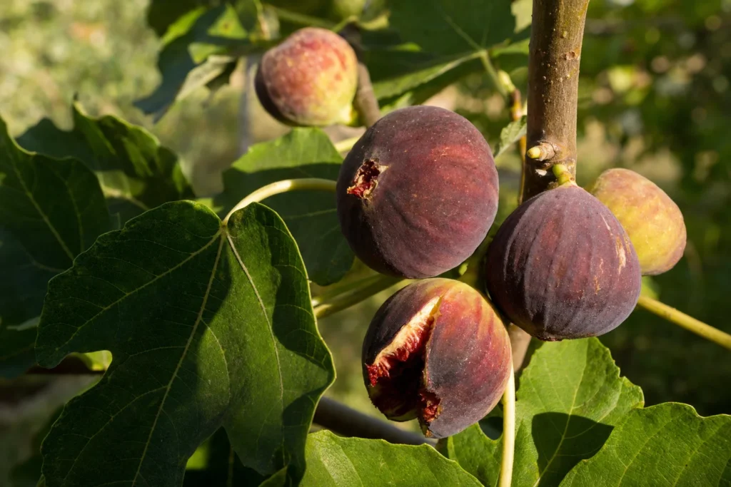 Reife Feigen hängen an einem gesunden Feigenbaumzweig im Garten