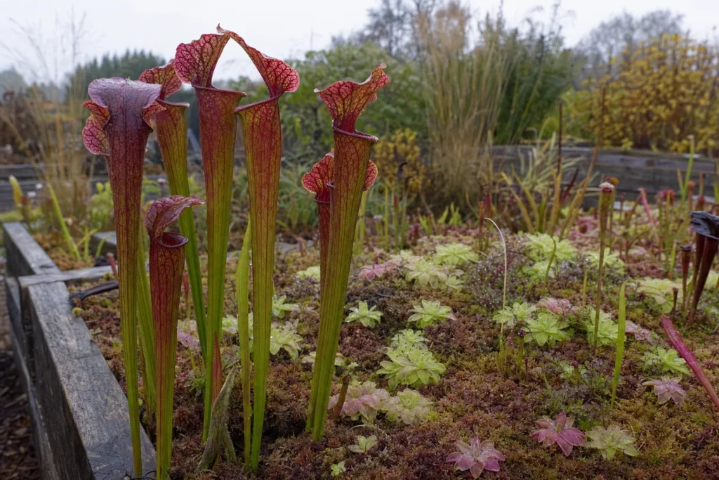 Winterharte Schlauchpflanzen wachsen in einem feuchten Moorbeet im Garten