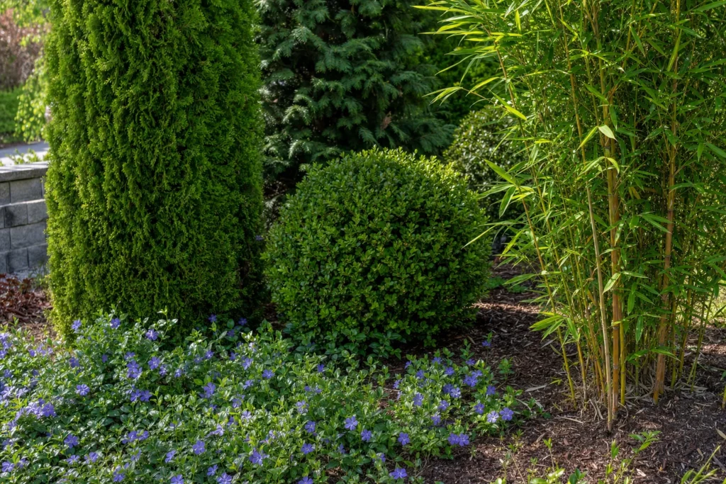 Verschiedene immergrüne Pflanzenarten wie Thuja, Buchsbaum, Vinca minor und Bambus im Vergleich im selben Beet