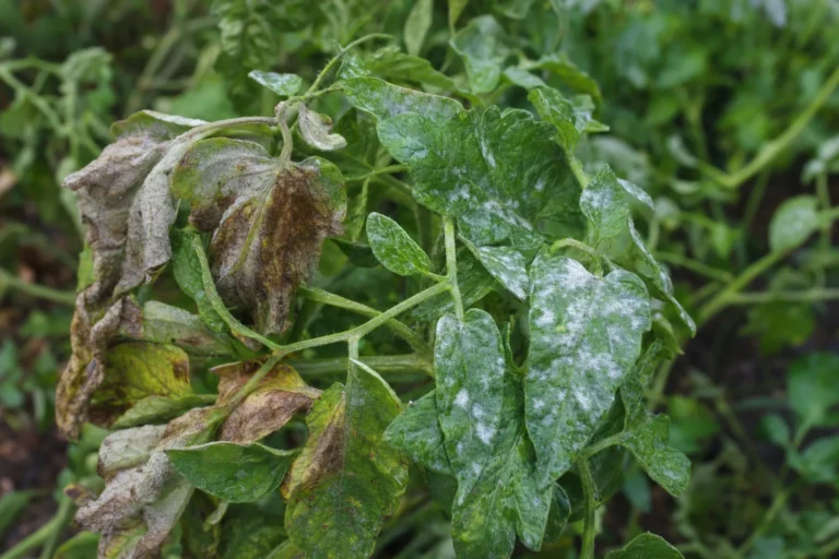 Tomatenblätter mit verschiedenen krankheitstypischen Flecken und weißem Belag