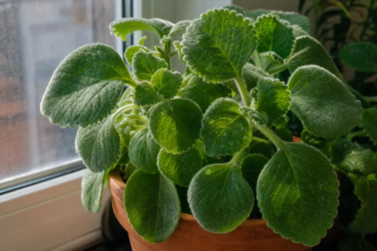 Kubanischer Oregano mit dicken, samtigen Blättern in einem Topf auf der Fensterbank