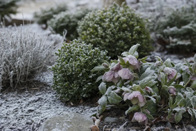 Winterlicher Garten mit raureifbedeckten immergrünen Pflanzen und Christrosen zwischen Schnee