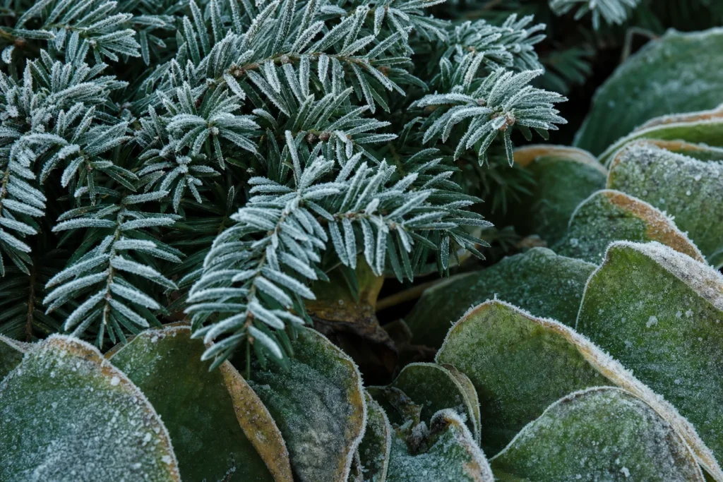 Nahaufnahme von Raureif auf immergrünen Eibennadeln und einem Hosta-Blatt