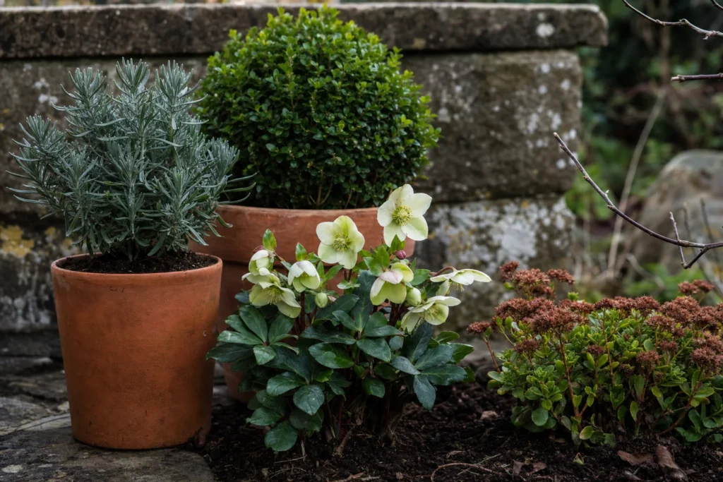 Verschiedene winterharte Pflanzen wie Lavendel, Buchsbaum, Christrose und Fetthenne im Garten