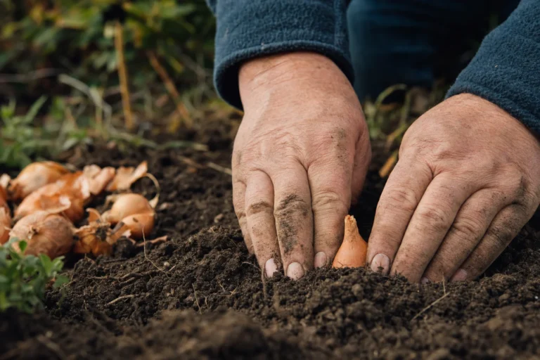 Hände setzen eine Steckzwiebel in lockere Gartenerde, die Spitze schaut noch heraus